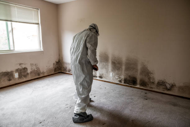 Professional Mold Remediation in Minneapolis, MN